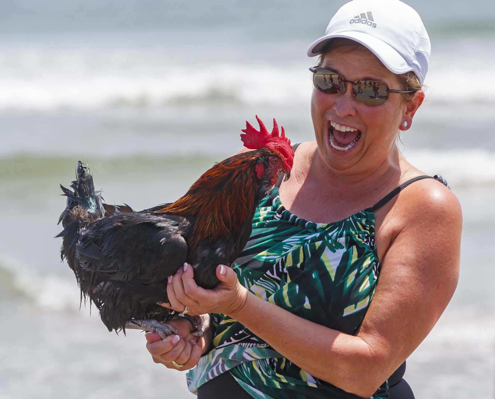 Bluff, an adventurous Rooster
